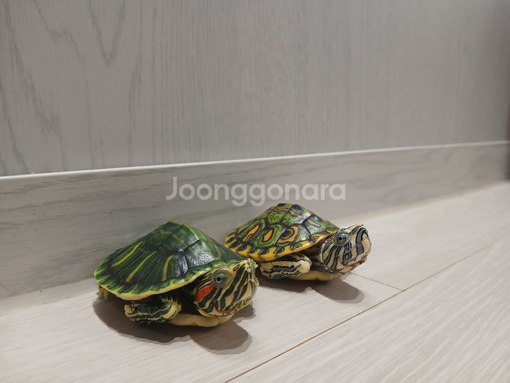 반다이 생물대도감 붉은귀거북--2