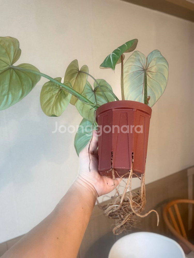 글로리오섬 화이트베인 핑크백--2