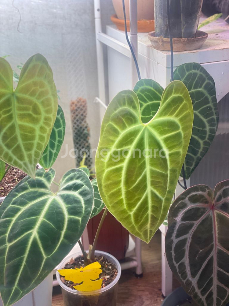 안스리움 베쎄aff--1