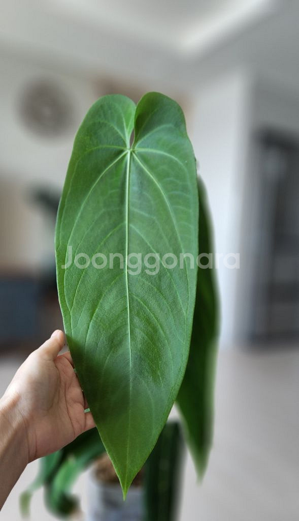 안스리움 와로퀘아넘 에스메랄다(30cm)--6