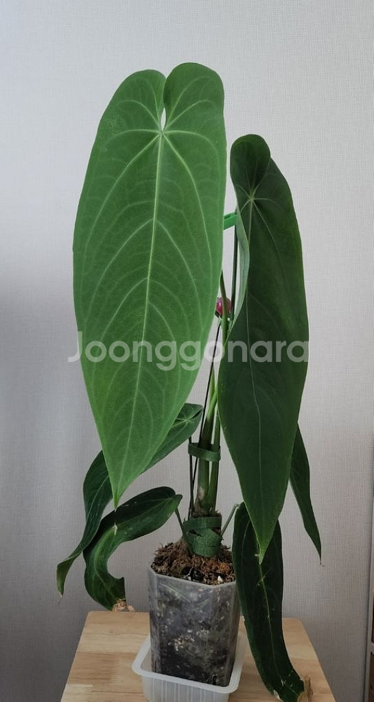 안스리움 와로퀘아넘 에스메랄다(30cm)--5