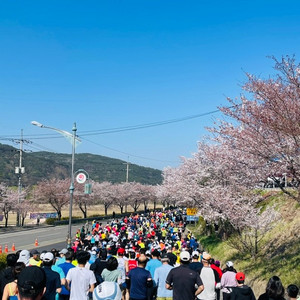 합천벚꽃마라톤10k배번삽니다.