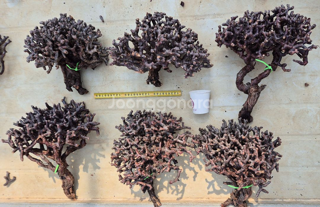 페라고늄 미라블 40cm 특대사이즈 입고--1