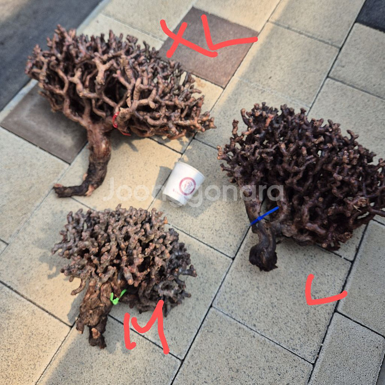 페라고늄 미라블 40cm 특대사이즈 입고--5