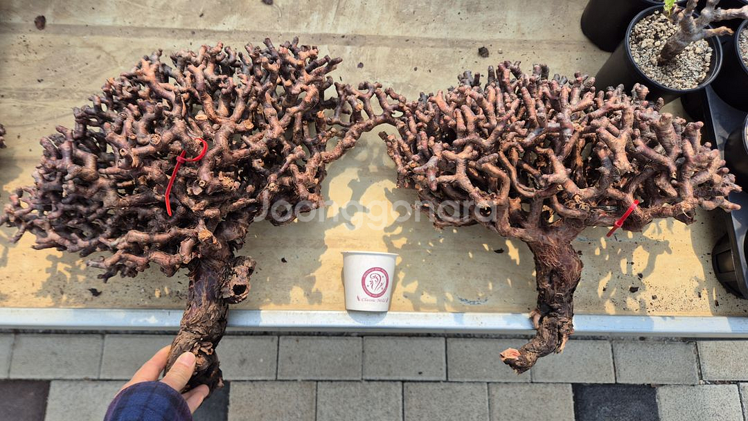 페라고늄 미라블 40cm 특대사이즈 입고--3