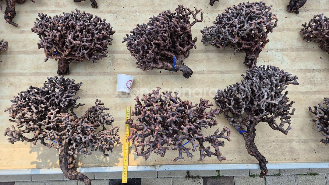 페라고늄 미라블 40cm 특대사이즈 입고--2