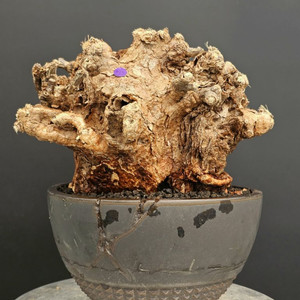 스페셜특대 세데리아 피그마에아 (아프리카식물/코덱스)