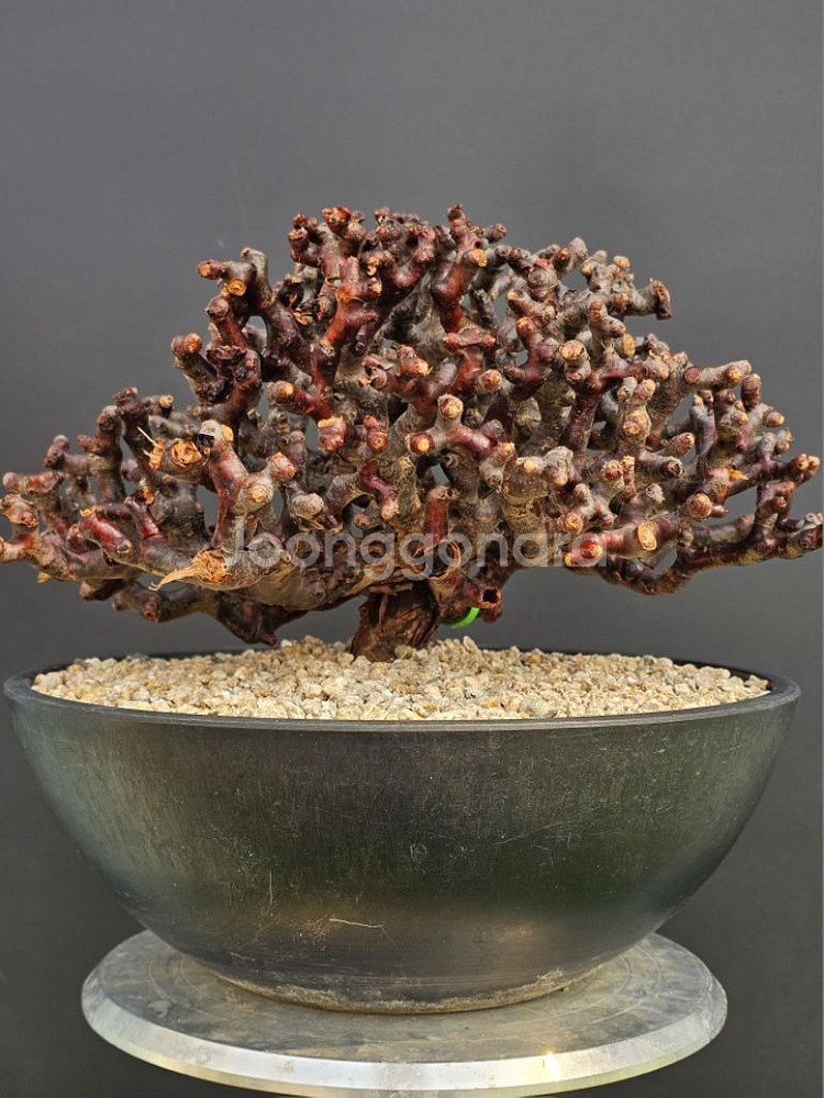 펠라고니움 미라블 특특특스페셜 슈퍼초대품 아프리카식물--0