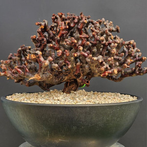 펠라고니움 미라블 특특특스페셜 슈퍼초대품 아프리카식물