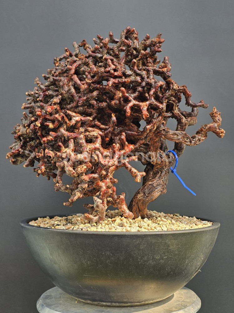 펠라고니움 미라블 특특특스페셜 슈퍼초대품 아프리카식물--3