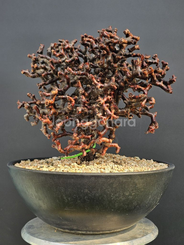 펠라고니움 미라블 특특특스페셜 슈퍼초대품 아프리카식물--2