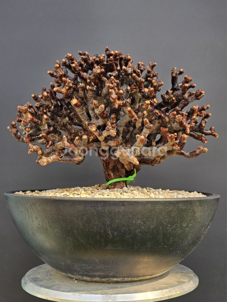 펠라고니움 미라블 특특특스페셜 슈퍼초대품 아프리카식물--1