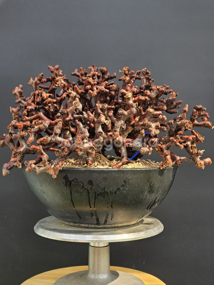 펠라고니움 미라블 특특특스페셜 슈퍼초대품 아프리카식물--4