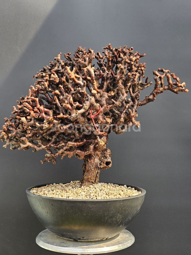 펠라고니움 미라블 특특특스페셜 슈퍼초대품 아프리카식물--6