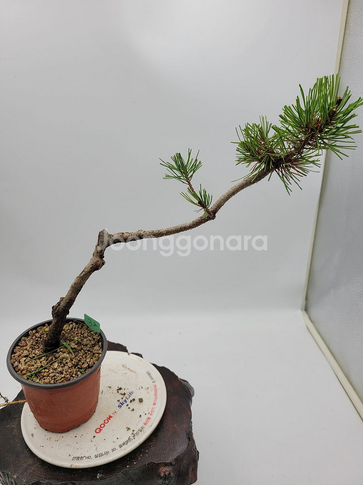 소나무 분재 카페화분 정원수 인테리어식물--0