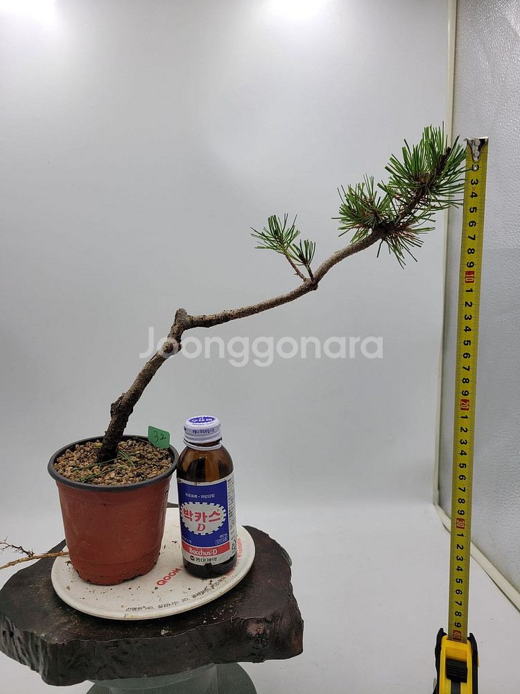 소나무 분재 카페화분 정원수 인테리어식물--1