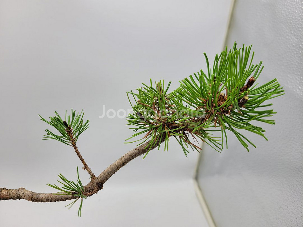 소나무 분재 카페화분 정원수 인테리어식물--3