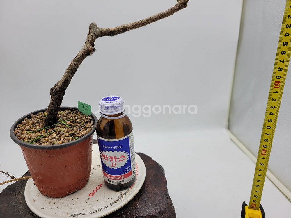 소나무 분재 카페화분 정원수 인테리어식물--2
