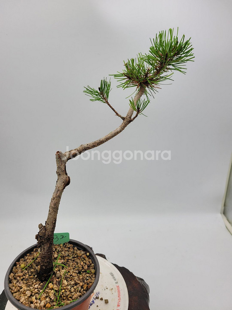소나무 분재 카페화분 정원수 인테리어식물--5