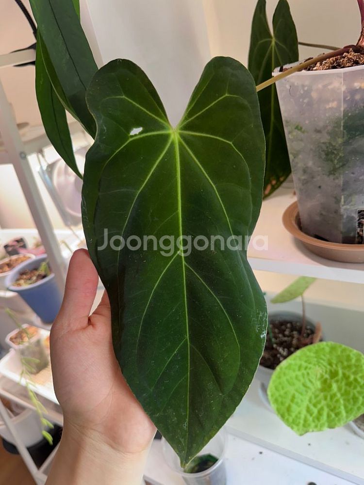 안스리움 파필라미넘 다크폼 대품--1