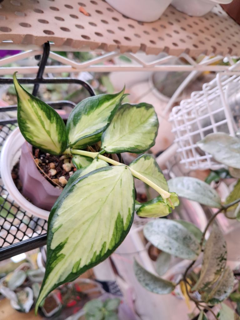 프로파일