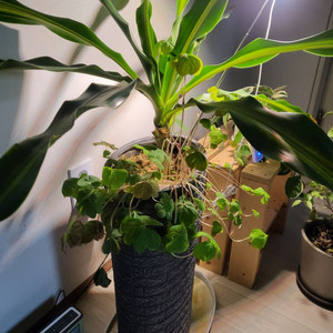 엘프909사봅니다