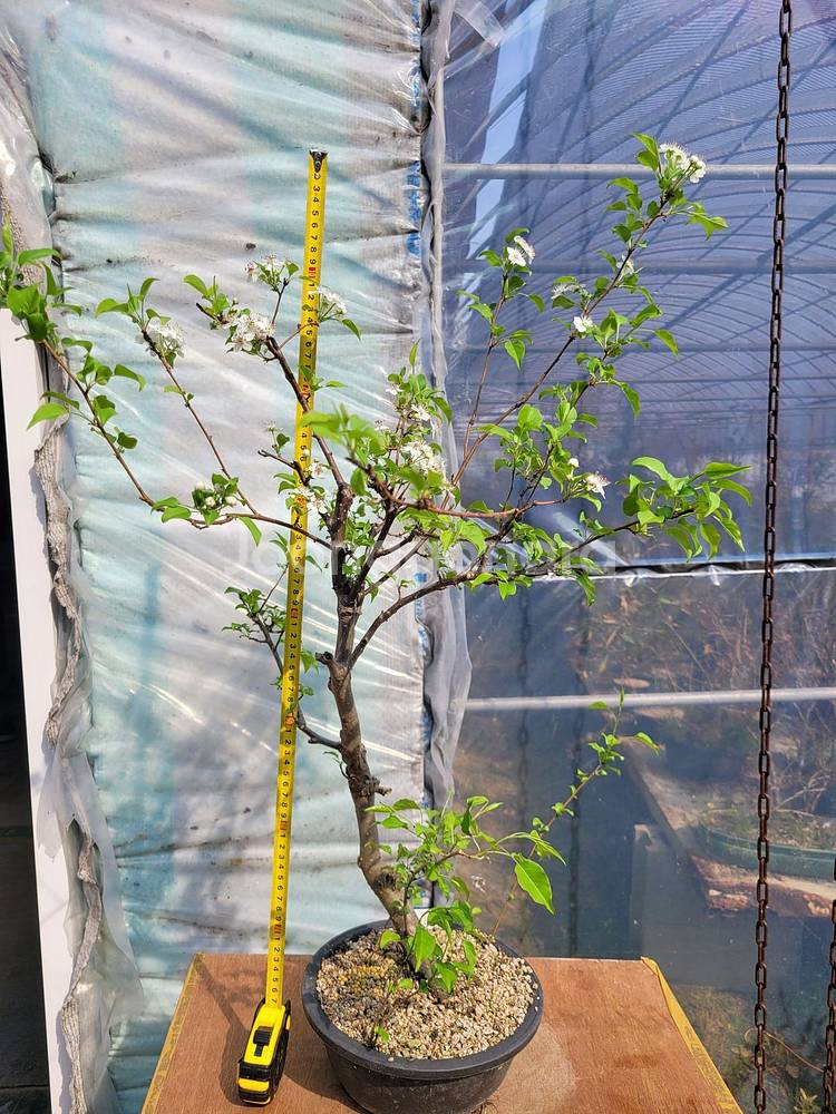 콩배나무 화분 정원수 분재 인테리어식물--0