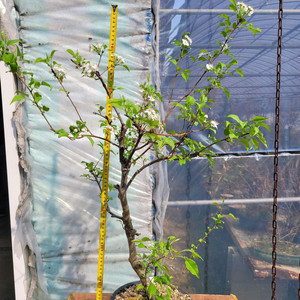 콩배나무 화분 정원수 분재 인테리어식물