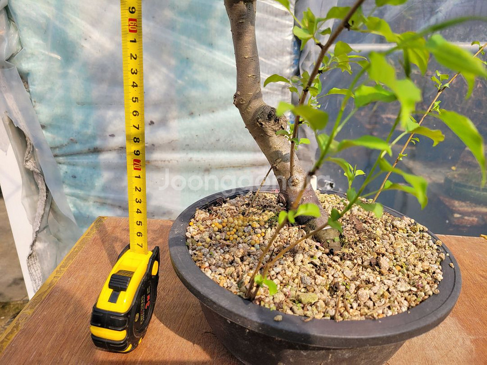 콩배나무 화분 정원수 분재 인테리어식물--1