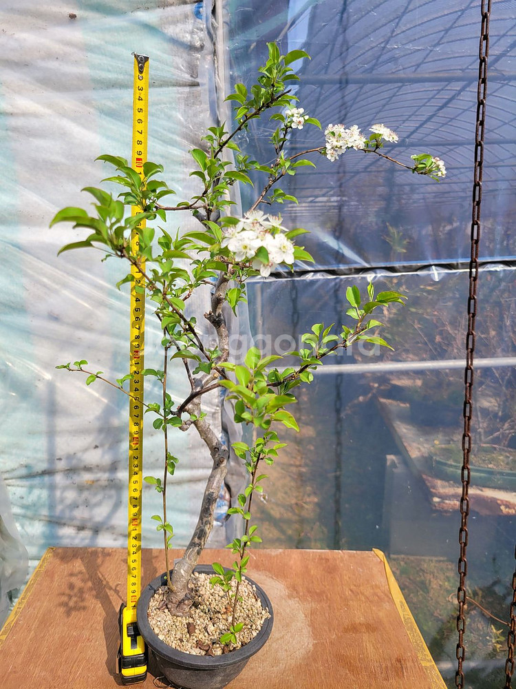 콩배나무 분재 인테리어식물 카페화분 정원수--0