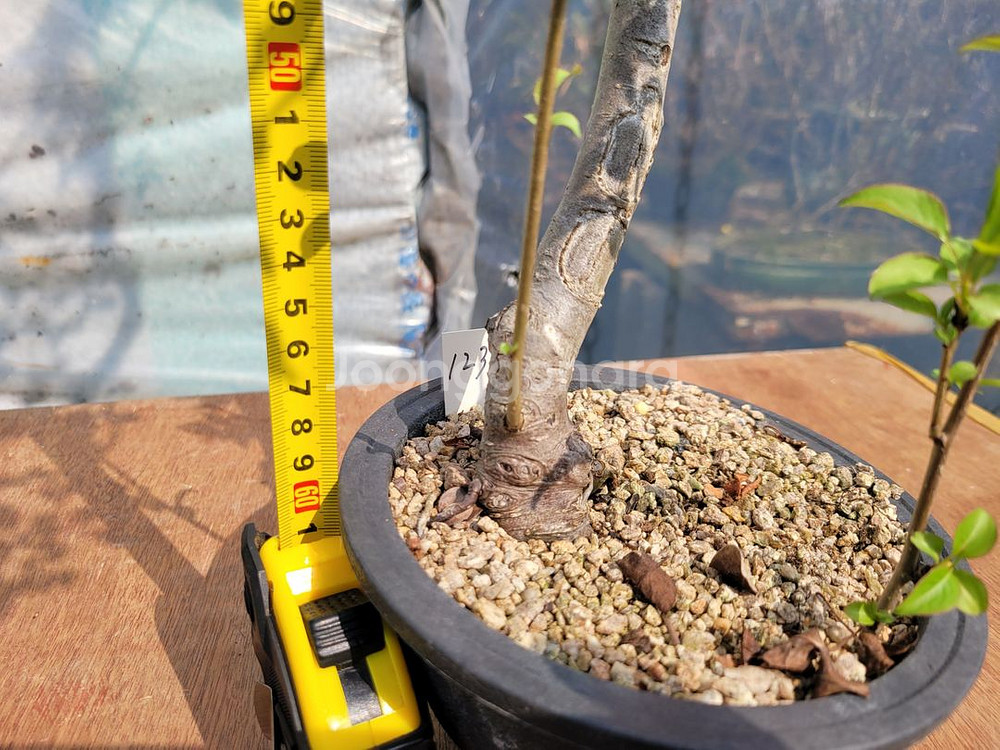 콩배나무 분재 인테리어식물 카페화분 정원수--1