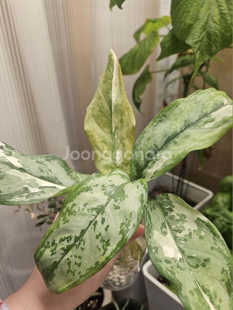 아글라로네마.식물.수경식물--0