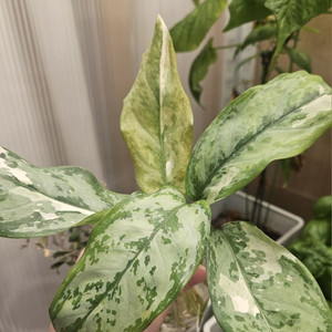 아글라로네마.식물.수경식물