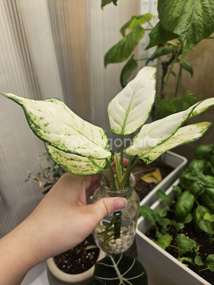 아글라로네마.식물.수경식물--1