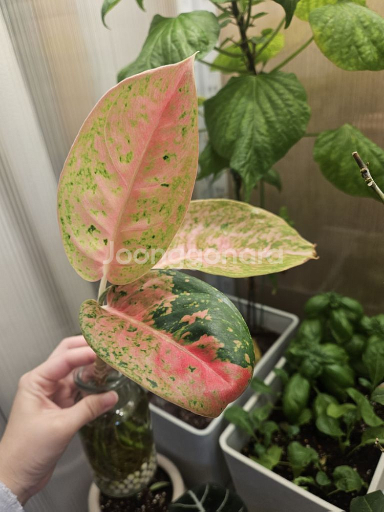 아글라로네마.식물.수경식물--2