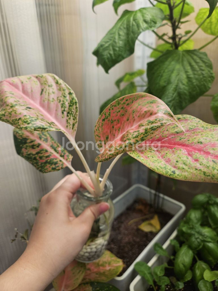 아글라로네마.식물.수경식물--3