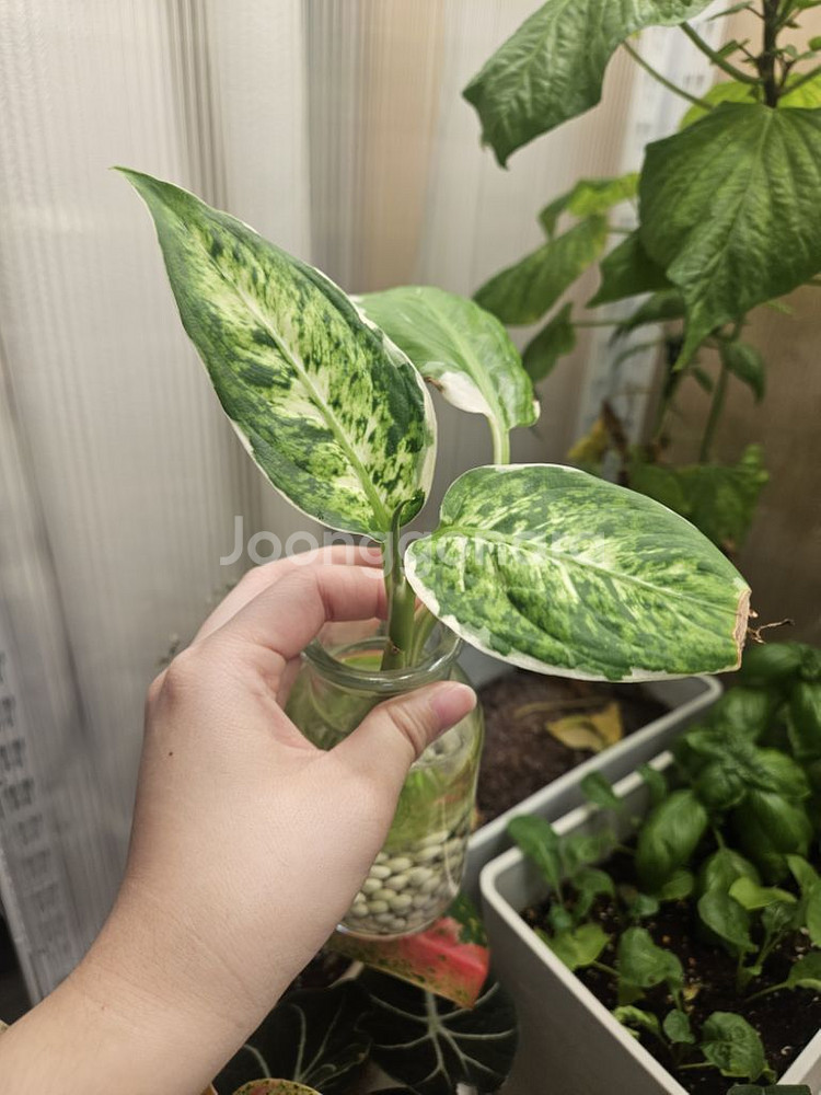 아글라로네마.식물.수경식물--4