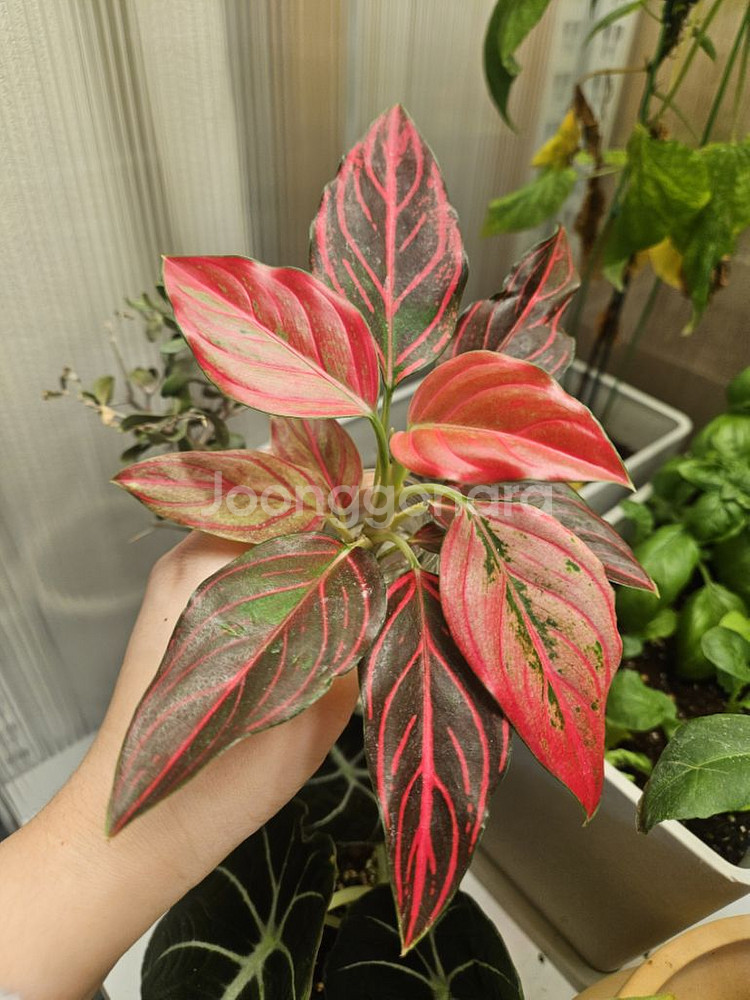 아글라로네마.식물.수경식물--7