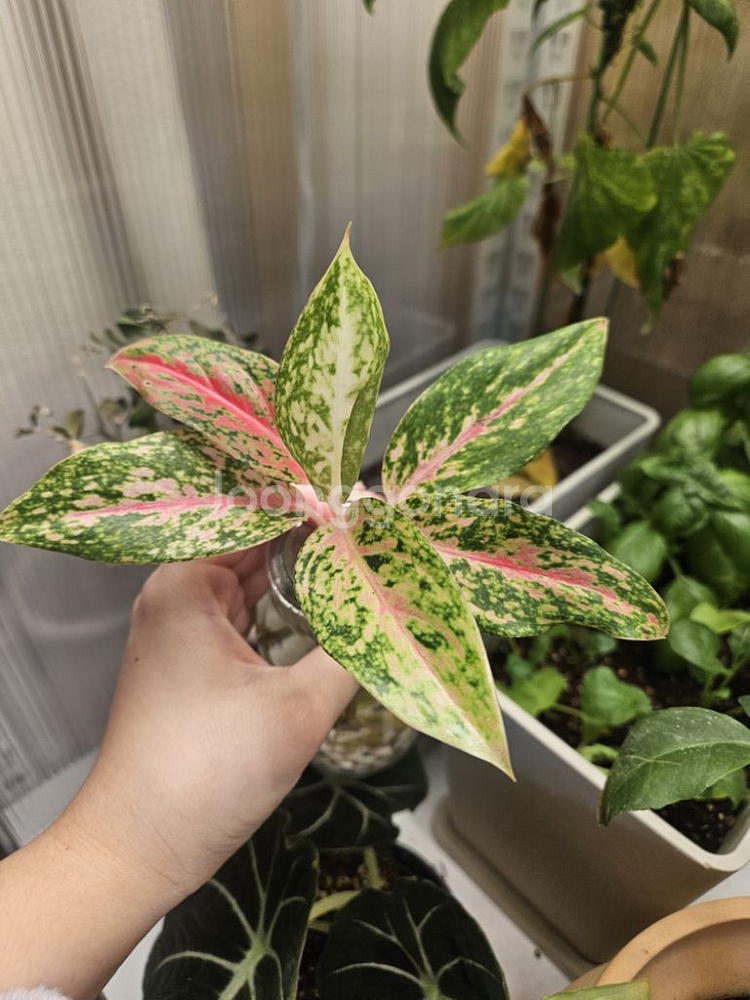 아글라로네마.식물.수경식물--8