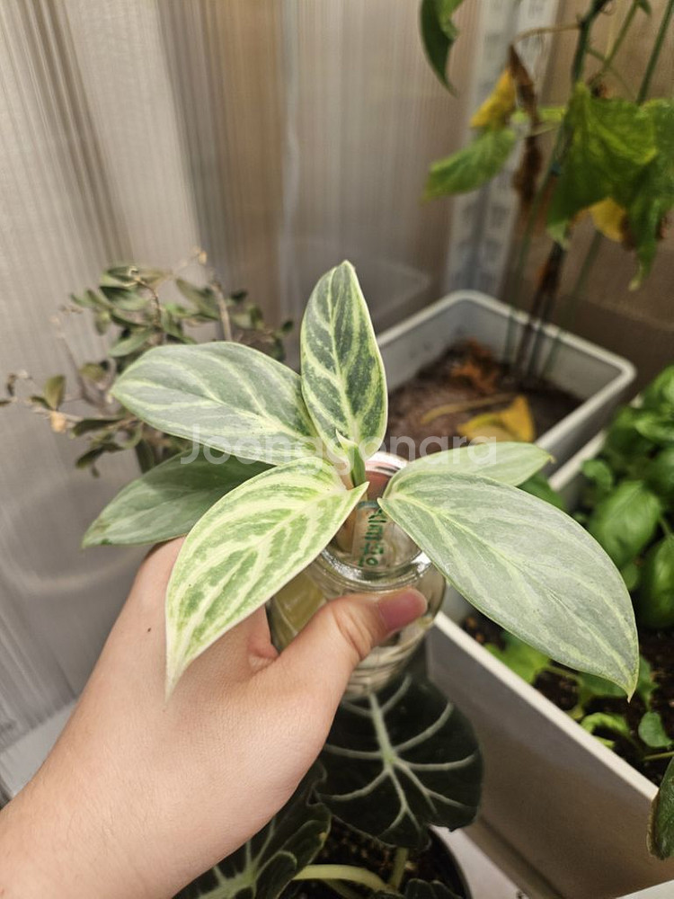 아글라로네마.식물.수경식물--6