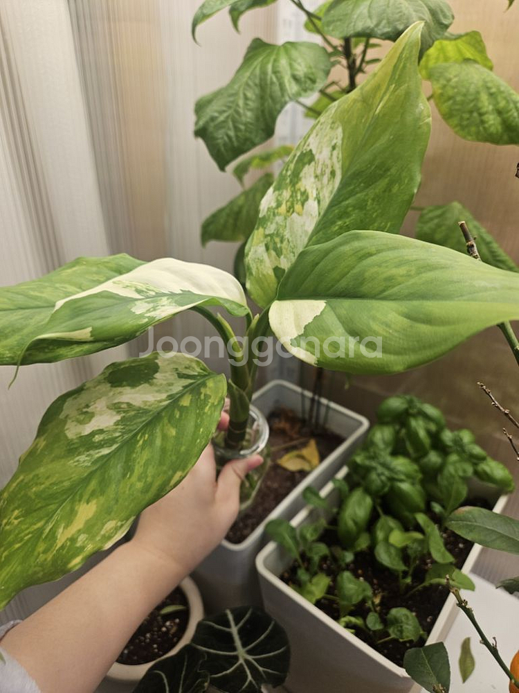 아글라로네마.식물.수경식물--5