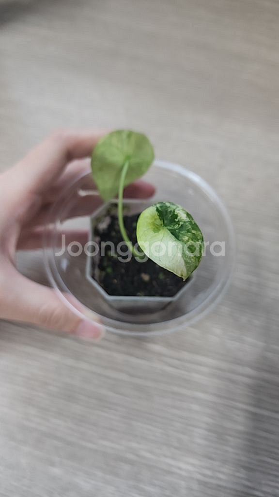 알로카시아 시누아타 바리에가타--1
