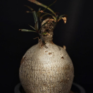 아데니아 소말렌스 다양한 수형 (아프리카식물/코덱스)