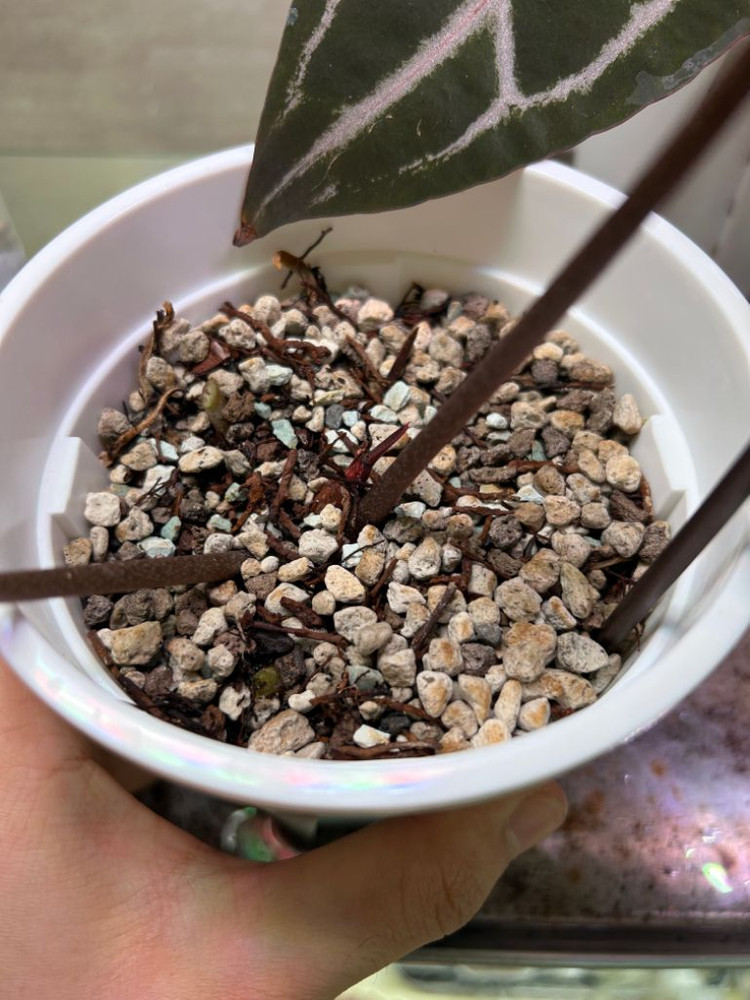 안스리움 미쉘 통묘--1