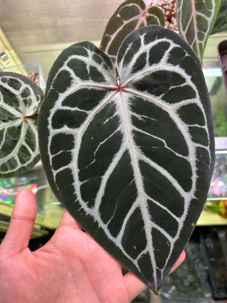 안스리움 미쉘 통묘--2