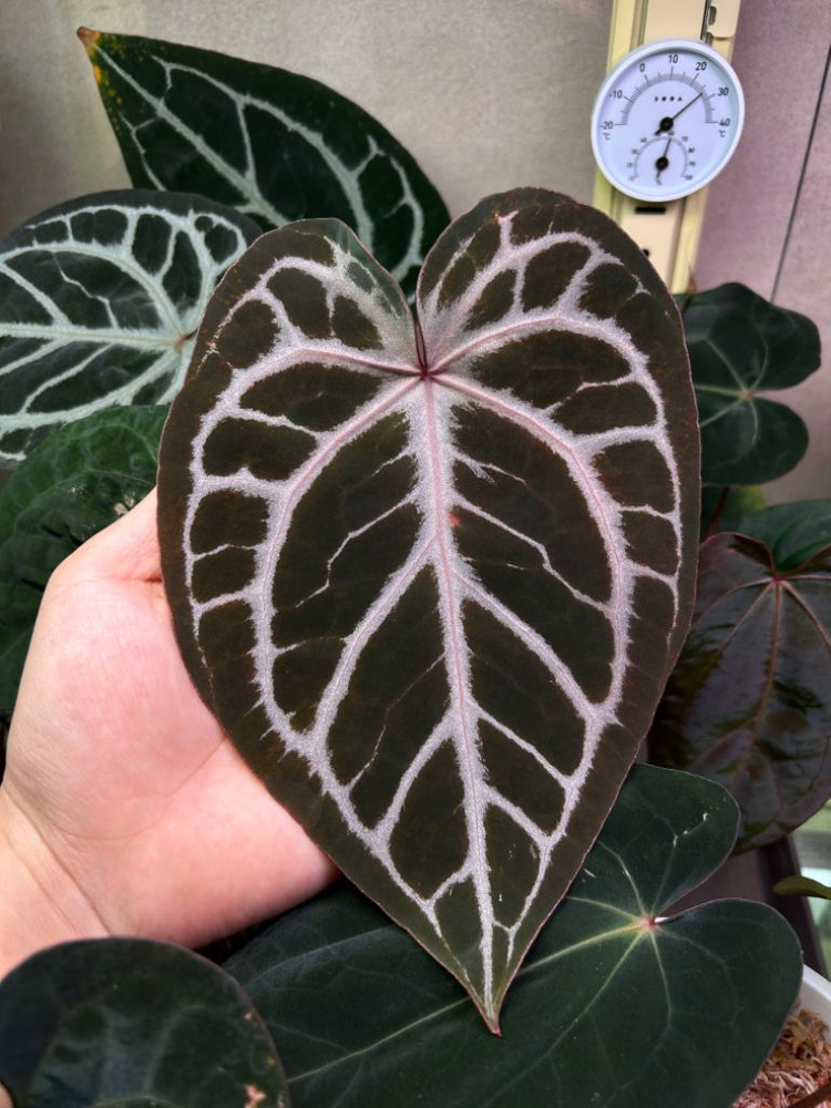 안스리움 미쉘 통묘--3