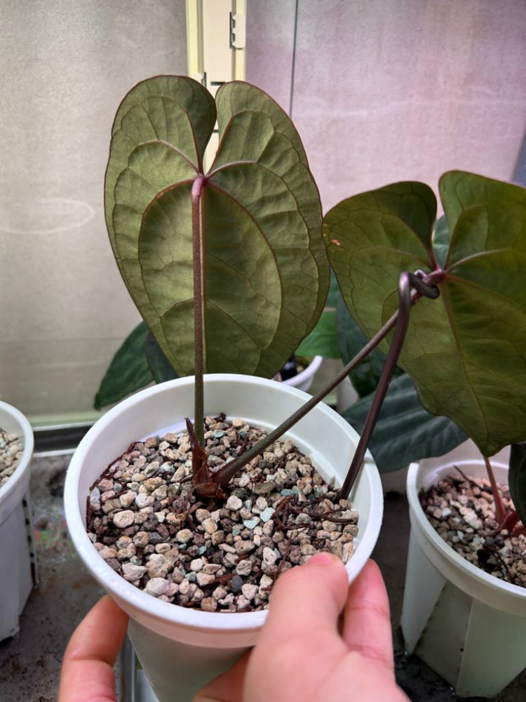 안스리움 에오스 찐에오스--1