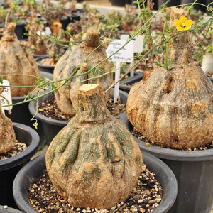 모모르디카 로스트라타 꽃이 너무 예쁨 (아프리카식물)