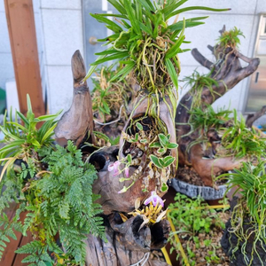 분재