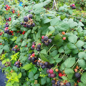 18일까지 토종 복분자 묘목(최소 50주)부터 팝니다